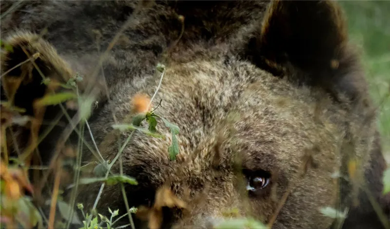 Brown bears