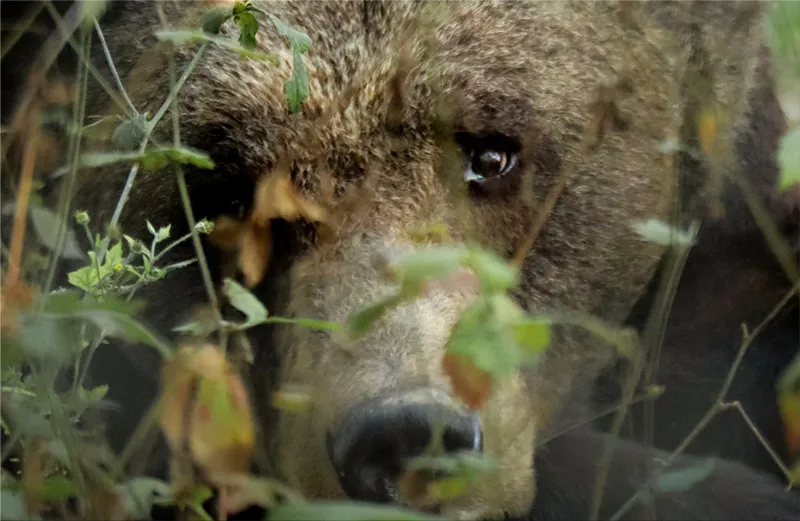 Brown bears