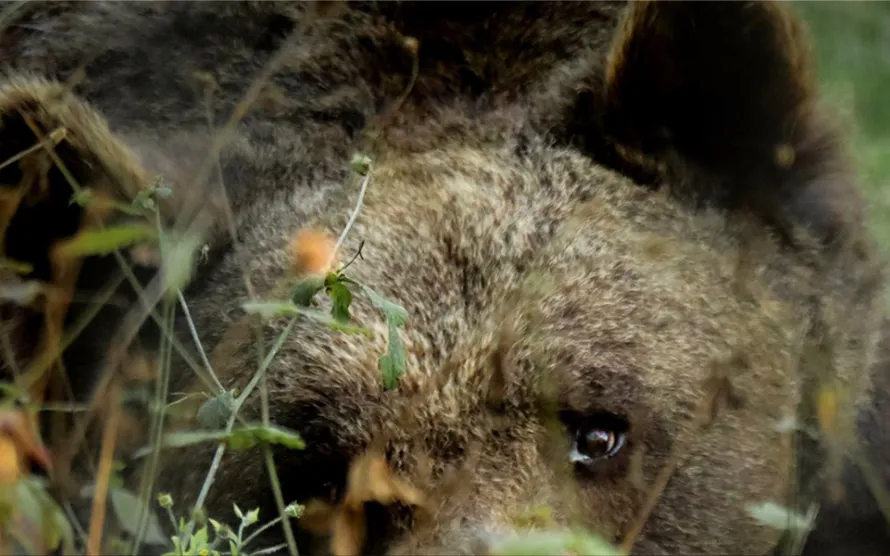 Brown bears