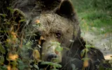 The new bear shooting quota causes great concern